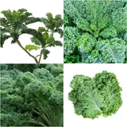 Kale - Dwarf Blue Curled seeds