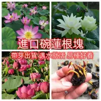 在飛比找蝦皮購物優惠-【睡蓮根塊】進口迷你小睡蓮根塊 微型荷花根莖觀賞荷花種藕碗蓮