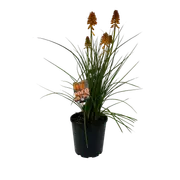 180mm Poco Orange 'Asphodelaceae' - kniphofia