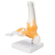 Adult Human Skeleton Ligament Foot Ankle Joint Anatomical Model