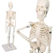 Mini Human Skeleton Model, 17.72” Petite Human Bones Model with Movable Arms,...