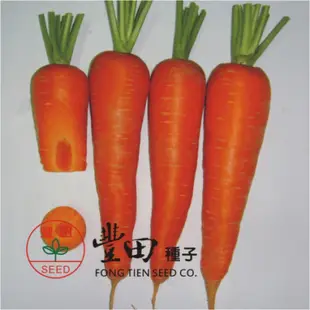 城禾農產🍃 日本紅蘿蔔 5克 約2900粒 新黑田五寸人蔘 日本紅蘿蔔種子 紅蘿蔔種子 胡蘿蔔種子 日本胡蘿蔔種子
