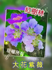 在飛比找Yahoo!奇摩拍賣優惠-【紅樹林】大花紫薇 洋紫薇 乾燥種子 乾燥花 種子 果實 花