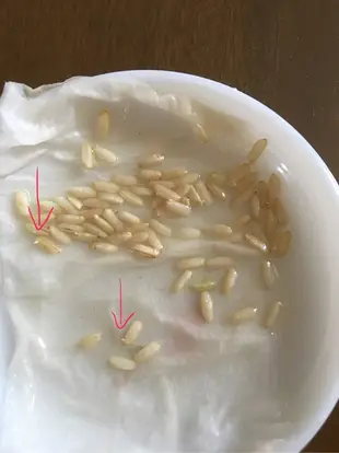人工曬稻新鮮現碾糙米、胚芽米日曬米