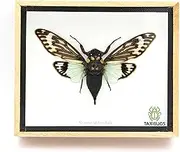Real Exotic Cicada Opens Wings - Taxidermy Collection Framed in a Wooden Box As Pictured (Blue Wings, Wooden Box)