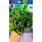 Trident Fern + Subwassertang On Cholla Wood For Fish Shrimp Snail Tank Aquarium