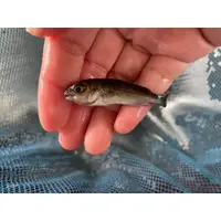 在飛比找蝦皮購物優惠-50魚-幼魚舖觀光魚場： 銀鱸苗區參觀門票/金鱒/貴妃魚