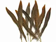 10 Pieces - 4-6" Natural Golden Pheasant Tail Feathers