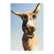 Hallmark Shoebox Birthday Card - Funny Donkey