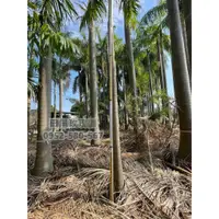 在飛比找蝦皮購物優惠-田尾玫瑰園 l大王椰子、王棕、文筆樹 ' 高度約5米 l 聯