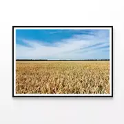 Large Field Of Crops under Sky Print 100% Australian Made 90x60cm (Poster)