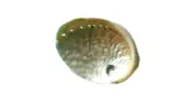ABALONE SHELL Wicca Ritual Pagan Magic