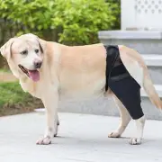 Dog Knee Brace Dog Leg Brace For Torn Acl H Ind Leg Dog Hip Support Medium Black