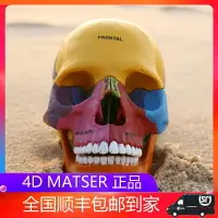 在飛比找樂天市場購物網優惠-4D MASTER益智拼裝玩具人體彩色骨頭器官解剖模型醫學教