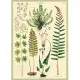 美國 Cavallini & Co. wrap 包裝紙/海報 蕨類植物