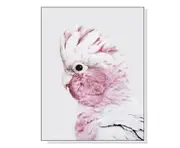 60cmx90cm Pink Galah White Frame Canvas Wall Art