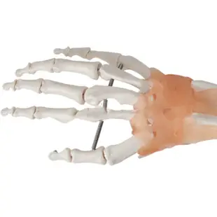 醫學人體手關節模型 附韌帶手關節模型 手骨尺骨橈骨模型 人體骨骼 手足外科 醫學教學模型