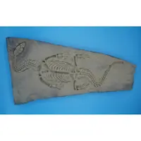 在飛比找蝦皮購物優惠-金牛礦晶 (清倉拍賣)『貴州龍化石-教材用』vqq-13