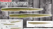 Megabass JDM 3" Tiny Xlayer Worm / Drop Shot Bait - Choose Color
