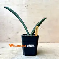 在飛比找蝦皮購物優惠-多肉植物 Sansevieria hallii varieg