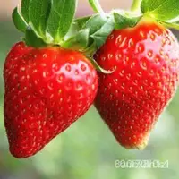 在飛比找蝦皮購物優惠-四季奶油草莓種子 草莓種子 新品特大草莓種子 爬藤草莓種子 