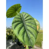 在飛比找蝦皮購物優惠-綠盾觀音蓮 Alocasia clypeolata A.Ha