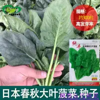 在飛比找蝦皮購物優惠-🌱🥬日本春秋大葉菠菜種子批髮 農田菜園可盆栽早熟菠菜蔬菜籽 