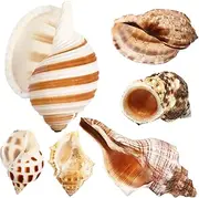 GANAZONO 6 Pcs Natural Conch Shells for Crabs Aquarium Decor Smooth Safe Shells for Fish Tanks Versatile Use Crafts DIY Projects Ample Supply for Crabs