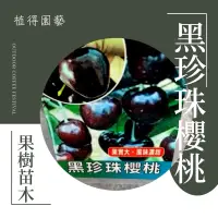 在飛比找蝦皮購物優惠-植得｜黑珍珠 櫻桃🍒｜果樹苗木