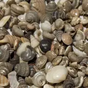 2 Oz Tiny Mixed Shells (1/4-5/8") - About 300 Shells in Gift Box