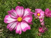 Cosmos, Capriola - Heirloom Flower by Life-Force Seeds Australia