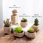 【發貨發貨 新店五折起】多肉植物組合盆栽肉肉植物多肉小盆栽多肉植物帶盆新手套餐肉肉花