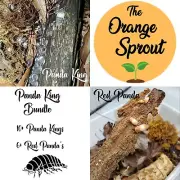 Panda King Cubaris SP Isopods Bundle 10+ Reg 6+ Red Bioactive Clean Up Crew LAG