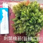 苔蘚工廠  刺葉檜苔   *苔蘚生態造景 * 半水景生態缸 *微景觀 8乘8盒子裝