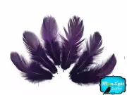 6 Pieces Large Purple Silver Pheasant Barred Plumage Feathers Fly Tying Jewelry