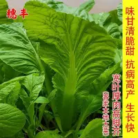 在飛比找蝦皮購物優惠-種子 芥菜種子客家本地寬葉厚大葉芥菜籽四季秋農家菜園盆栽蔬菜