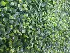 Mixed Boxwood Hedge Privacy Screen UV Resistant Artificial Fencing 1m x 1m
