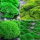Moss Spore Powder Short Velvet Bonsai Landscaping Grass Seeds Green Plant Seeds^
