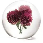 Dynasty Gallery 6680AM Floraculture Paperweight Amaranth Purple, 3 Inches
