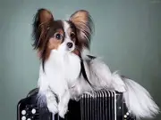 DIY Diamond Painting Kits for Adults, Papillon Dog 5D Full Round Drill Diamond