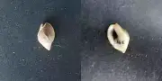 #0040 Nassarius Thersites Brug, Keppel Bay Australia, 17.1mm Sea snail shell