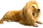 AQCSS Dog Lion Mane Costume,Lion Mane Wig Costumes for Medium to Large Sized Dog with Ears & Tail Halloween Lion Costumes