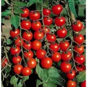 Tiny Tim Cherry Tomato Seeds, Dwarf Tomato Plant, NON-GMO, Heirloom