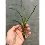 綠房子空氣鳳梨 柳葉 TILLANDSIA BALBISIANA