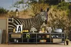 3D Savanna Zebra Wallpaper Wall Mural Removable Self-adhesive 288