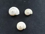 #029 Lot of 3 Helix Evicetorum, Europe, 12-16mm land snail shells