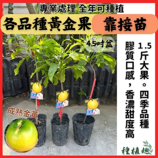 [種植趣] 黃金果 靠接苗 新品 大果 白肉 黃肉 四季生 冬蜜 熊讚 蜜香 九大 白金 大金沙 洺香 21兩 果樹 苗