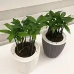 【一畝禾】現貨 竹柏 日本艾草 竹編造型 免澆水盆栽 室內植物 觀葉植物 北歐植物 盆栽 辦公室盆栽 懶人盆栽 吸水盆