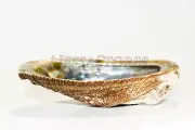 Green Abalone Sea Shell One Side Polished Beach Craft 4" - 5" (1 pc) #JC-16