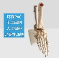 在飛比找樂天市場購物網優惠-腳關節模型腳骨模型腳部骨骼結構造模型足部踝關節無韌帶腓骨趾骨